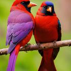 beautiful purple and red birds