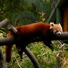 Beautiful, Red and Cuddly. Born In Queensland Australia... Story within.