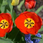 Beautiful red flowers