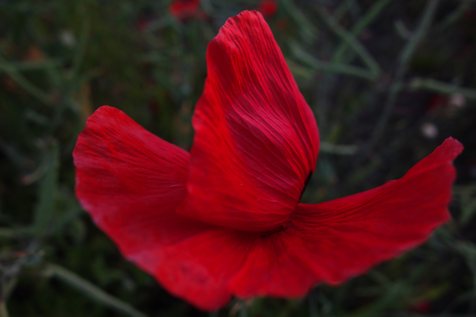 Beautiful Red Lady - Klatschmohn