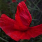 Beautiful Red Lady - Klatschmohn