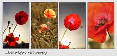 beautiful red poppy