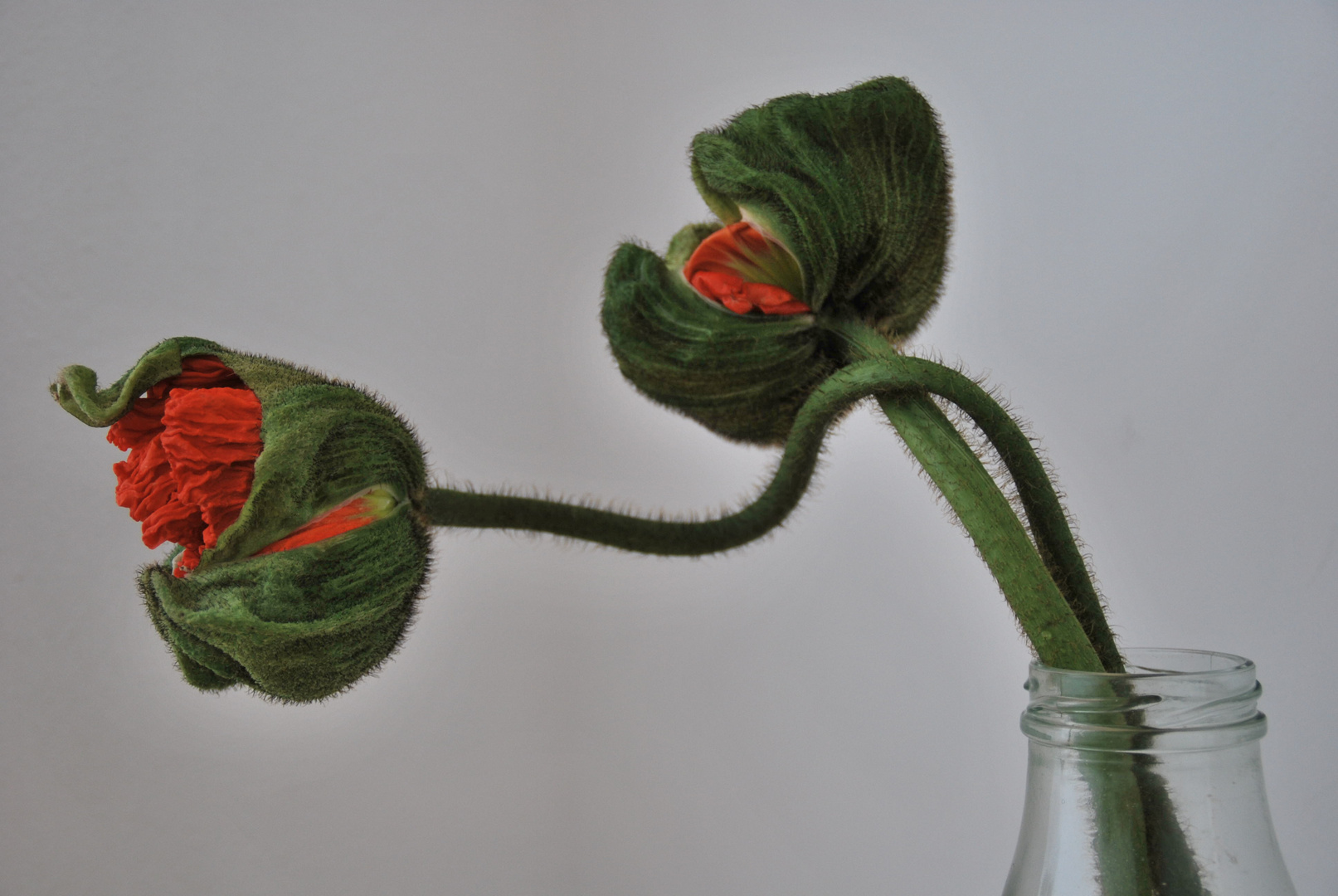 beautiful red poppy