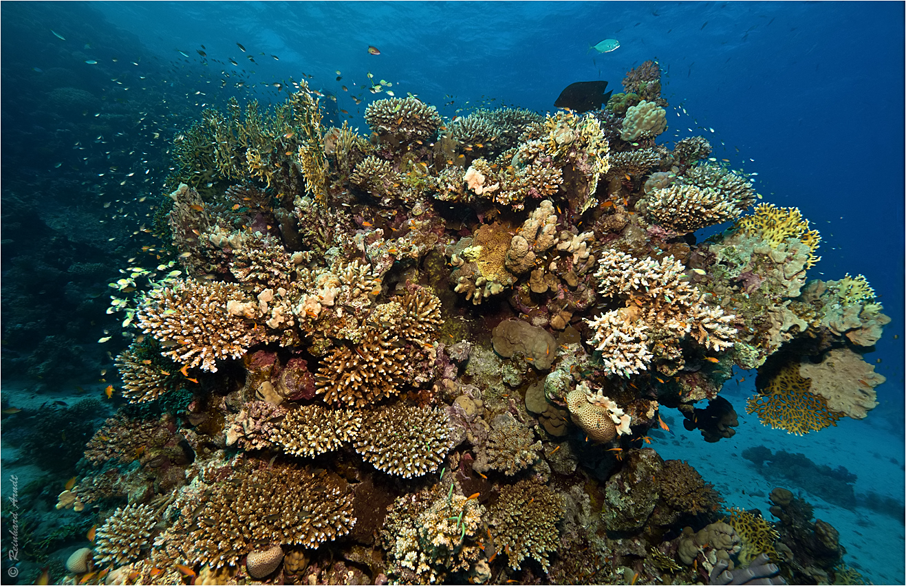 beautiful red sea