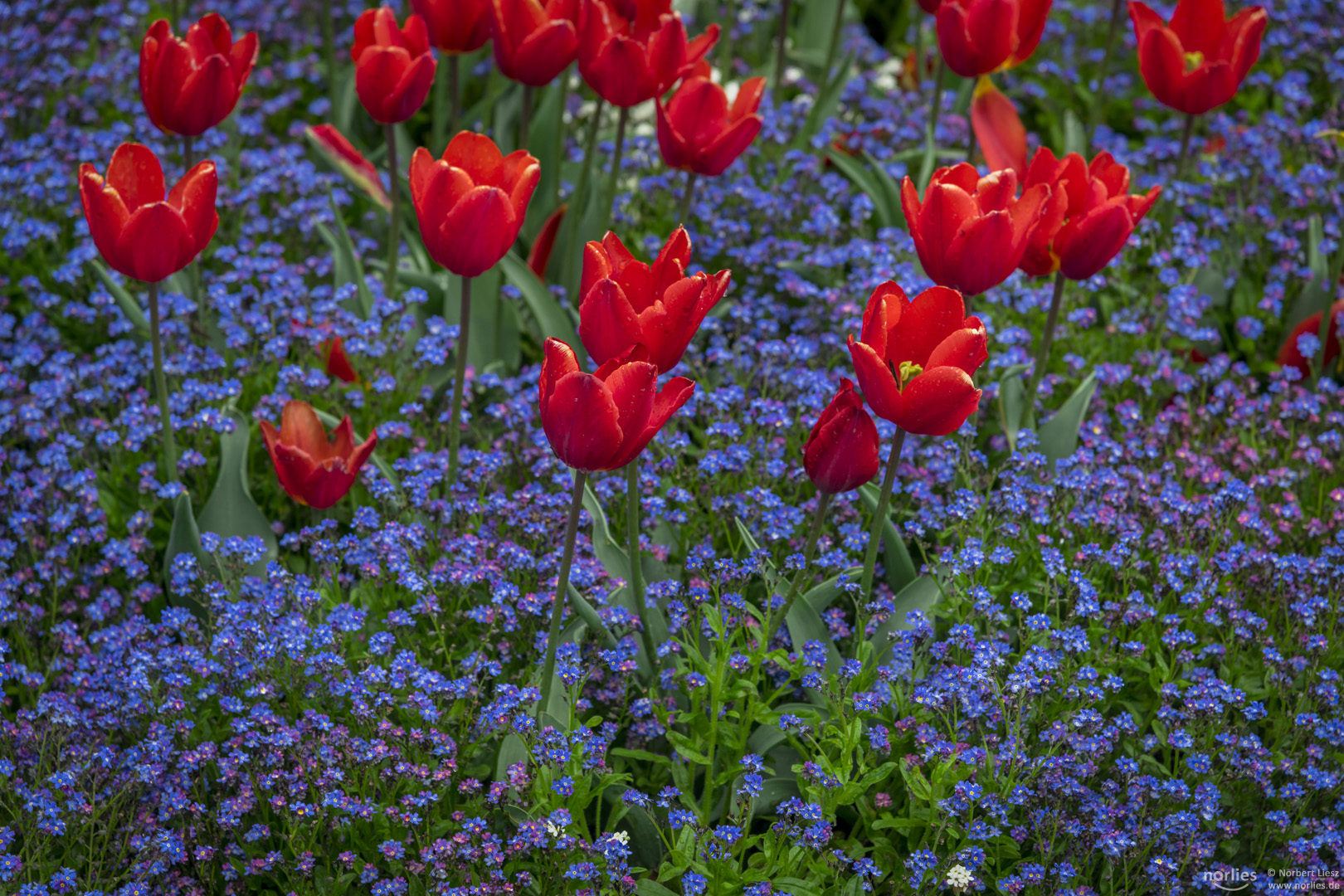 beautiful red tulips