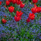 beautiful red tulips