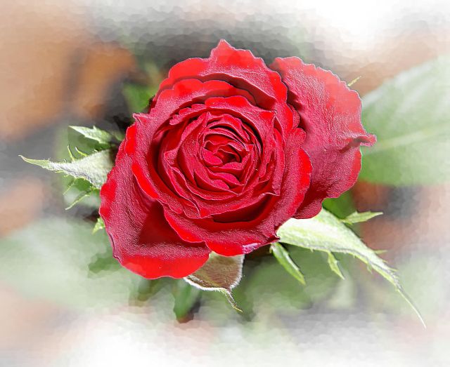 Beautiful Rose