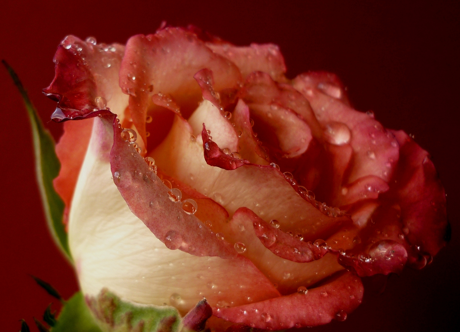 ~ Beautiful rose ~