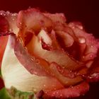 ~ Beautiful rose ~