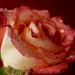 ~ Beautiful rose ~