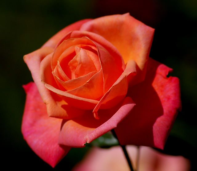 beautiful rose