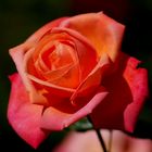 beautiful rose