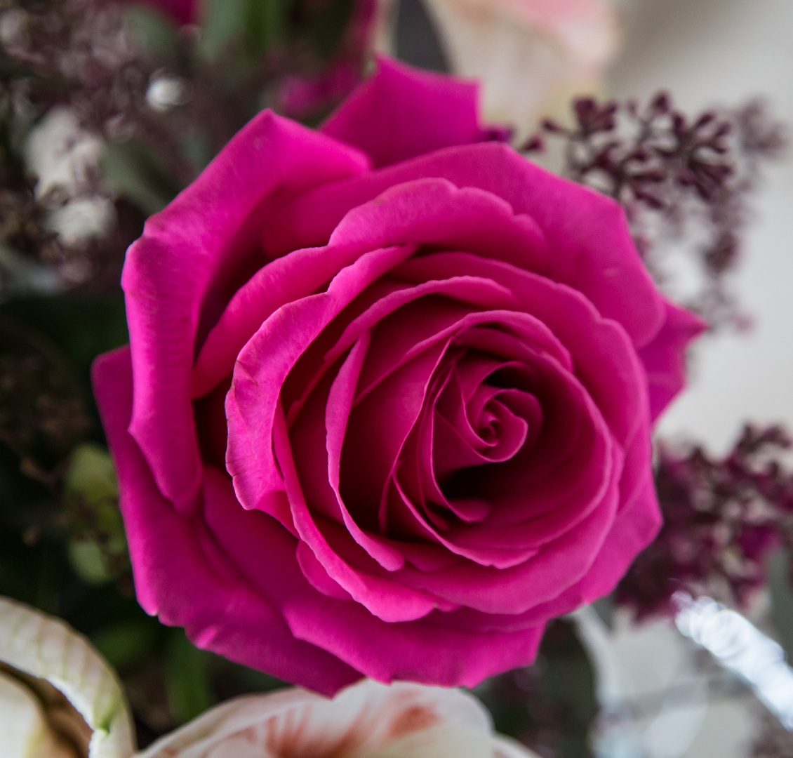 Beautiful Rose