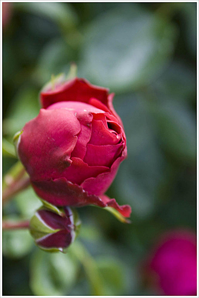 Beautiful Rose