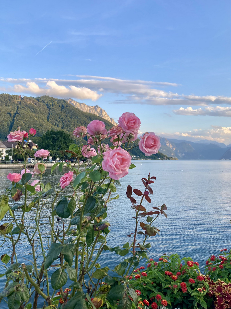 Beautiful roses on the shore of lake Traunsee, Austria 