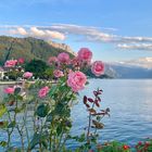 Beautiful roses on the shore of lake Traunsee, Austria 