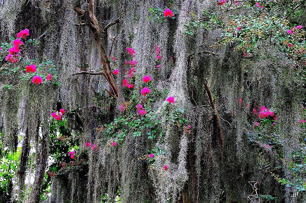 BEAUTIFUL SAVANNAH, GEORGIA 3