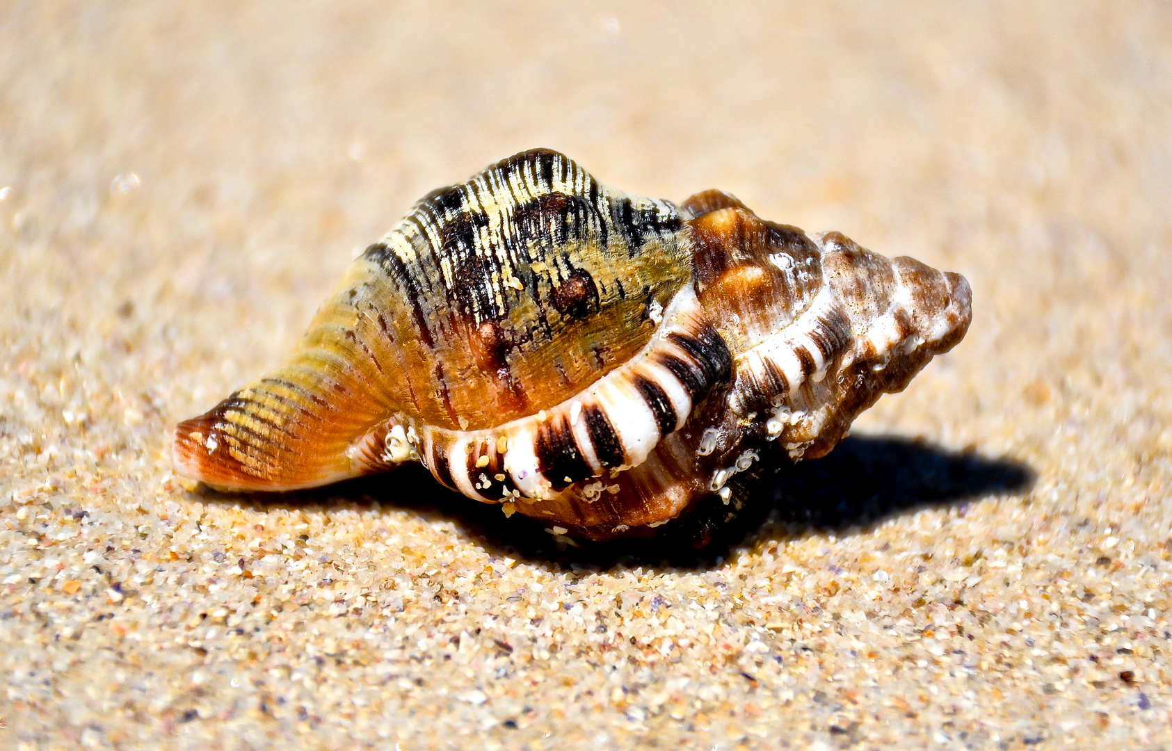 Beautiful Shell