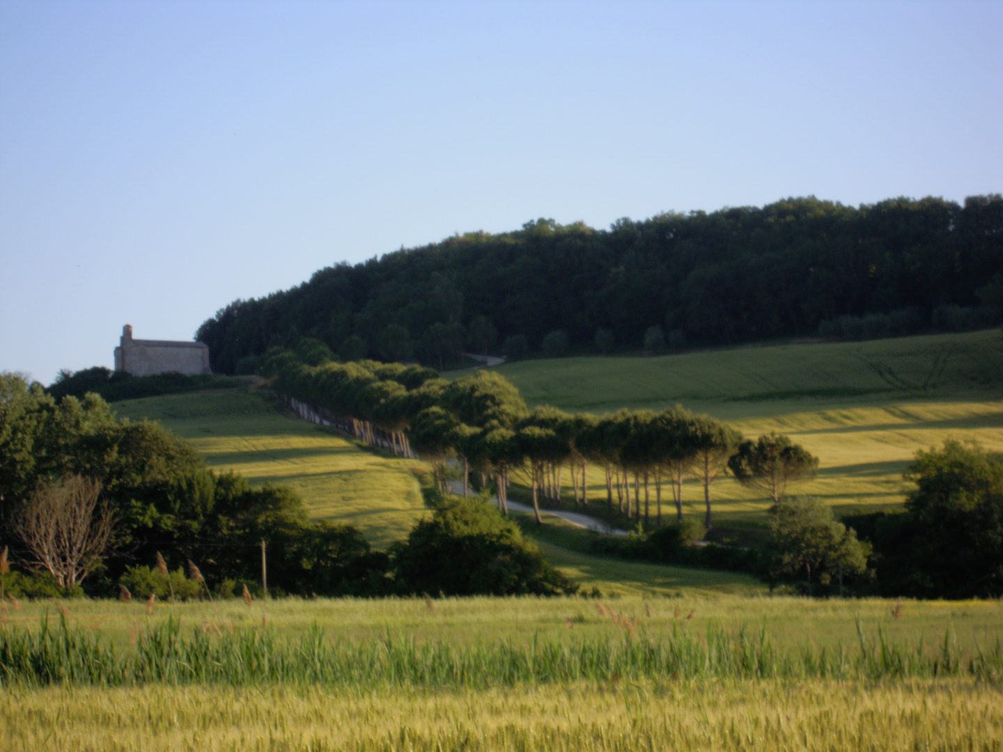 Beautiful, soft Toscane