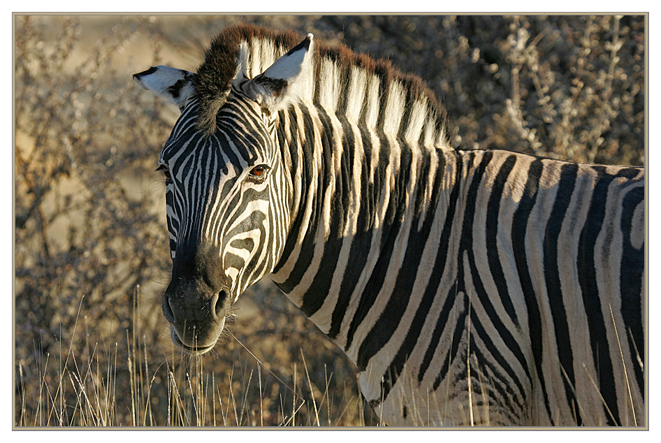 "Beautiful Stripes "