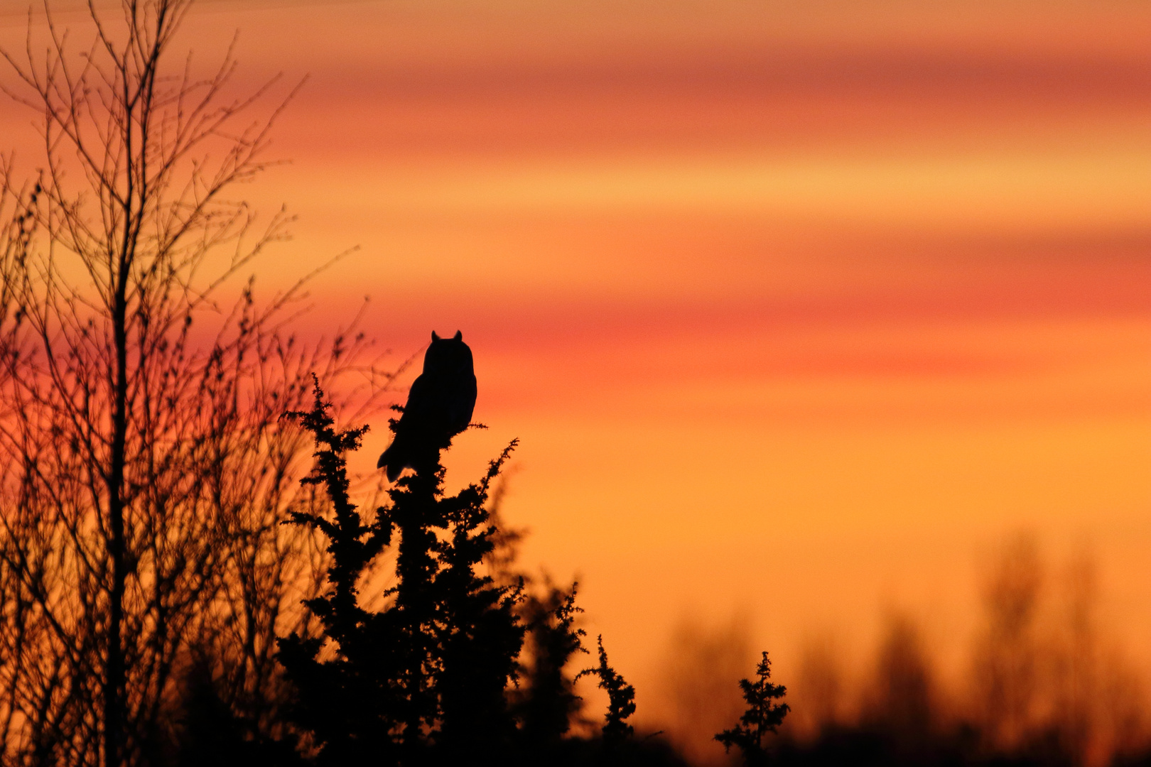 Beautiful Sunset. The long-eared owl (Asio otus)