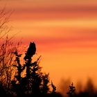 Beautiful Sunset. The long-eared owl (Asio otus)