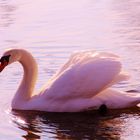 Beautiful Swan