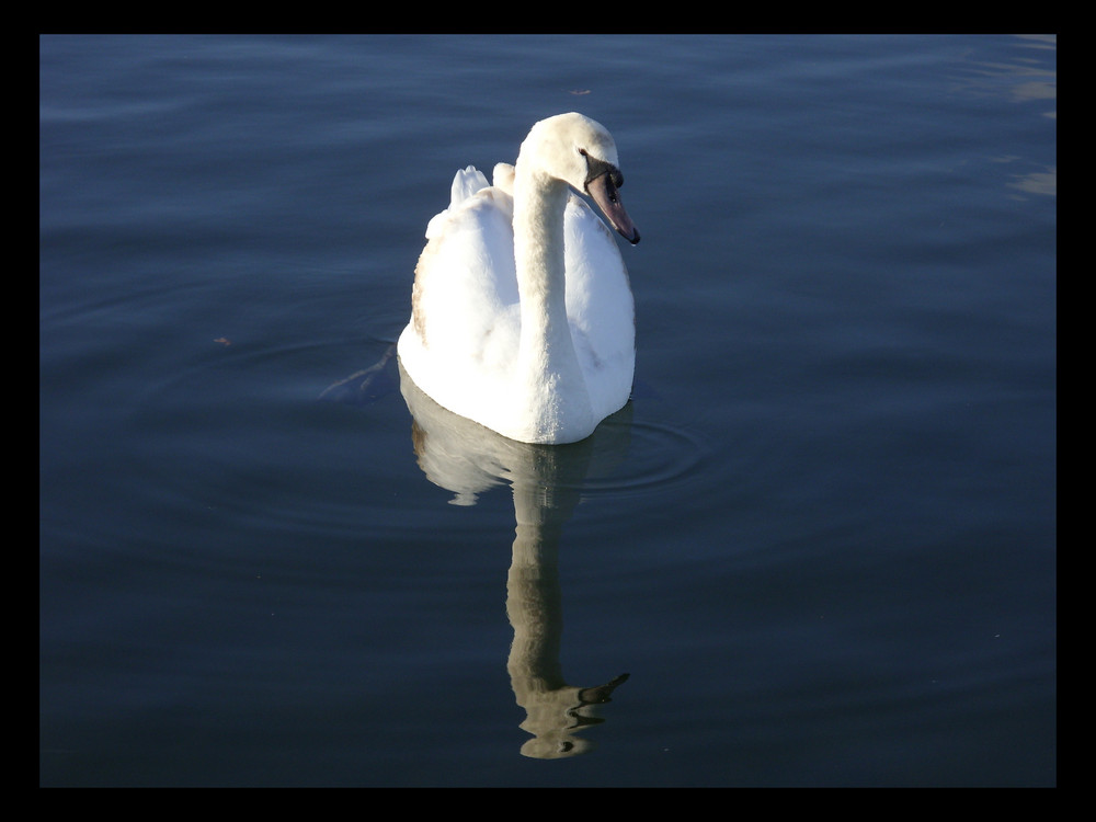 Beautiful Swan of willan Lake