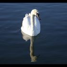 Beautiful Swan of willan Lake