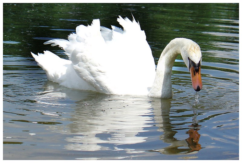 Beautiful Swan Part II