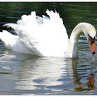 Beautiful Swan Part II