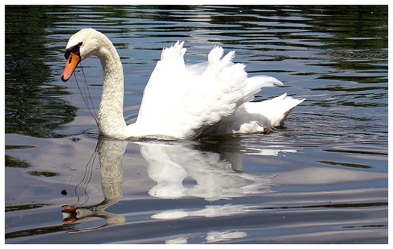 Beautiful Swan Part III