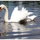 Beautiful Swan Part III