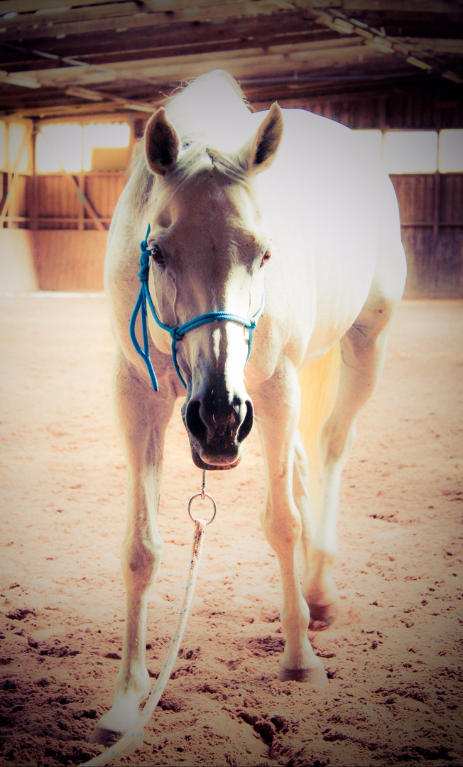 Beautiful Trakehner Mare