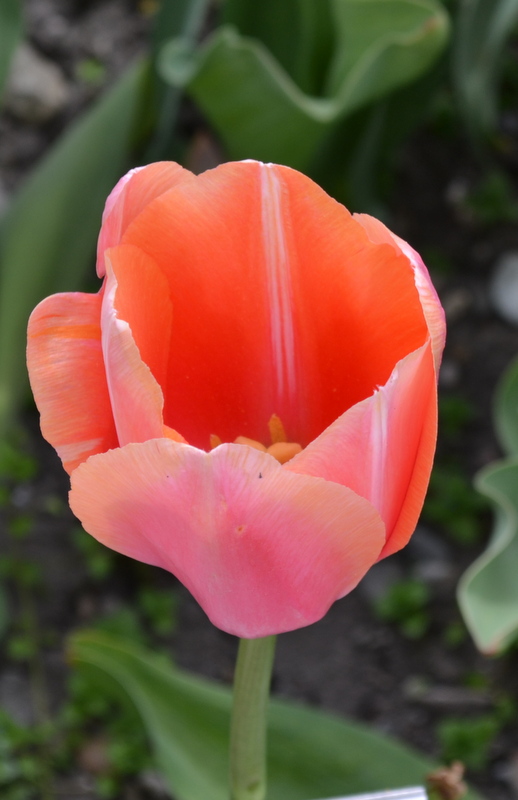 Beautiful Tulip! von Lasoya 