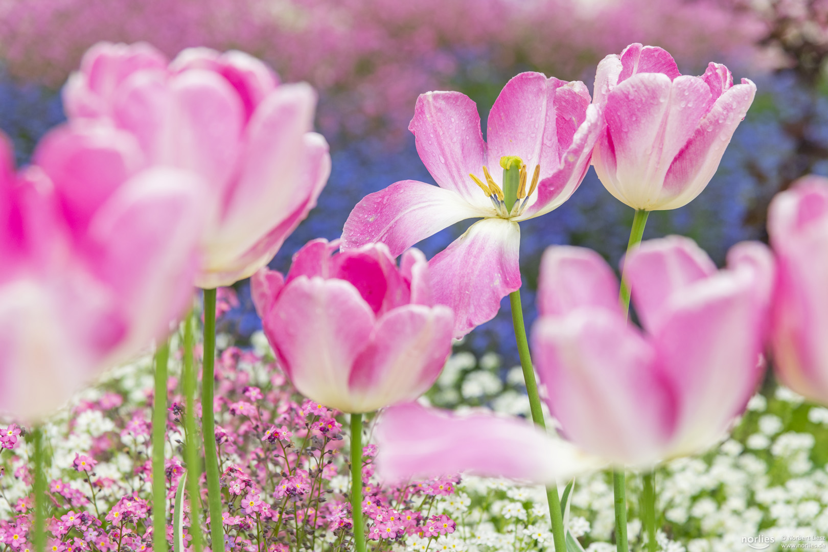 beautiful tulips