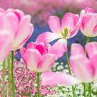 beautiful tulips