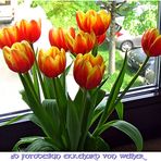 Beautiful Tulips