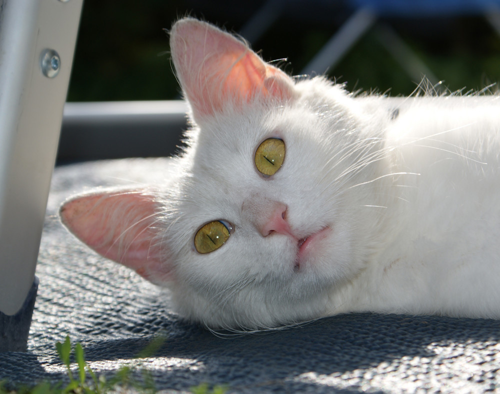 beautiful white cat