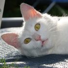 beautiful white cat