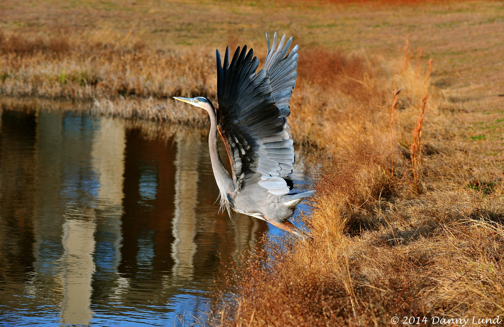 Beautiful Wings