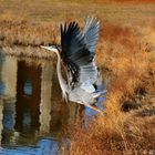 Beautiful Wings