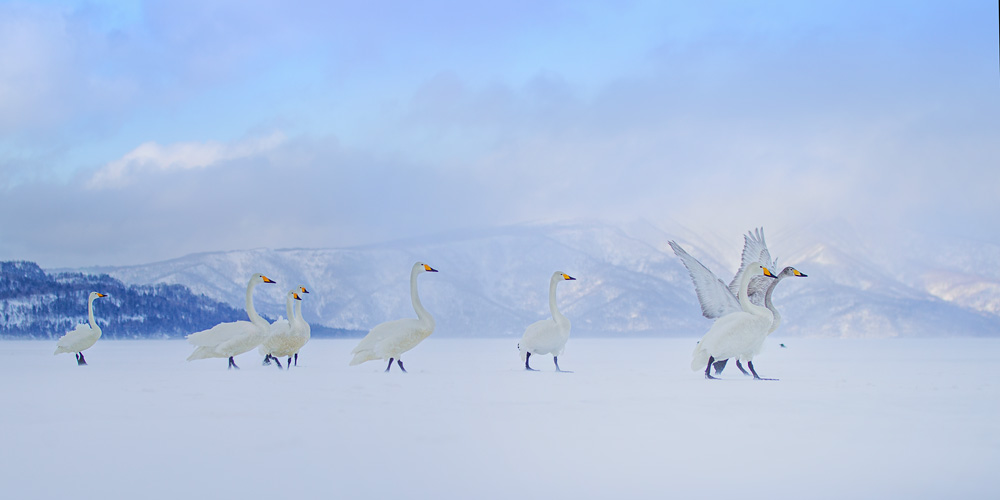 Beautiful Winter