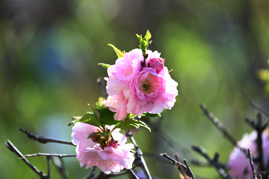 beautifully wild flowers 