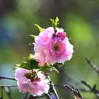 beautifully wild flowers 