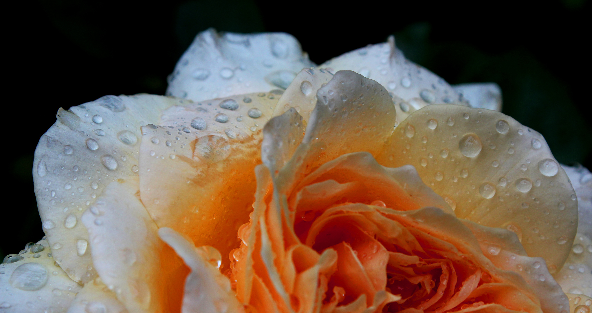 Beauty after shower