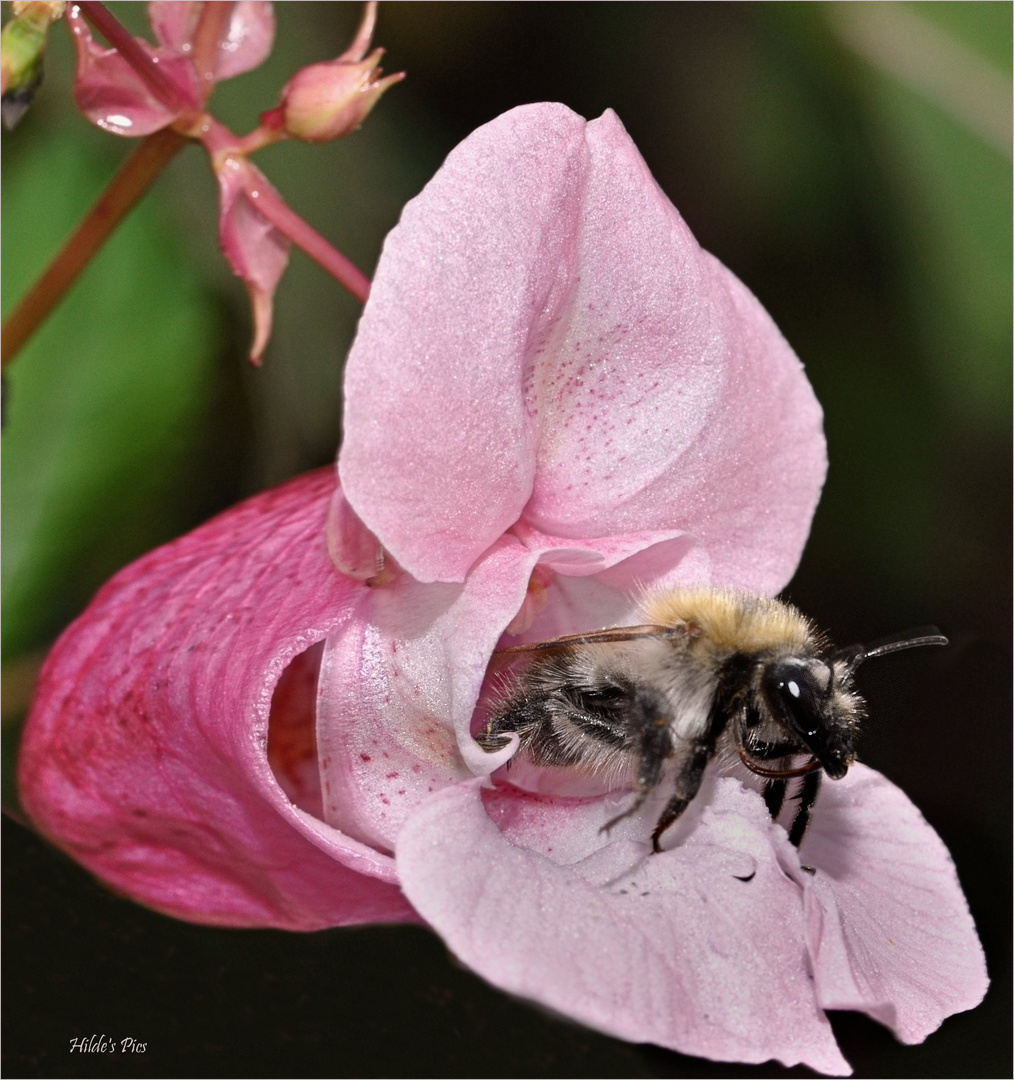 Beauty and the Bee