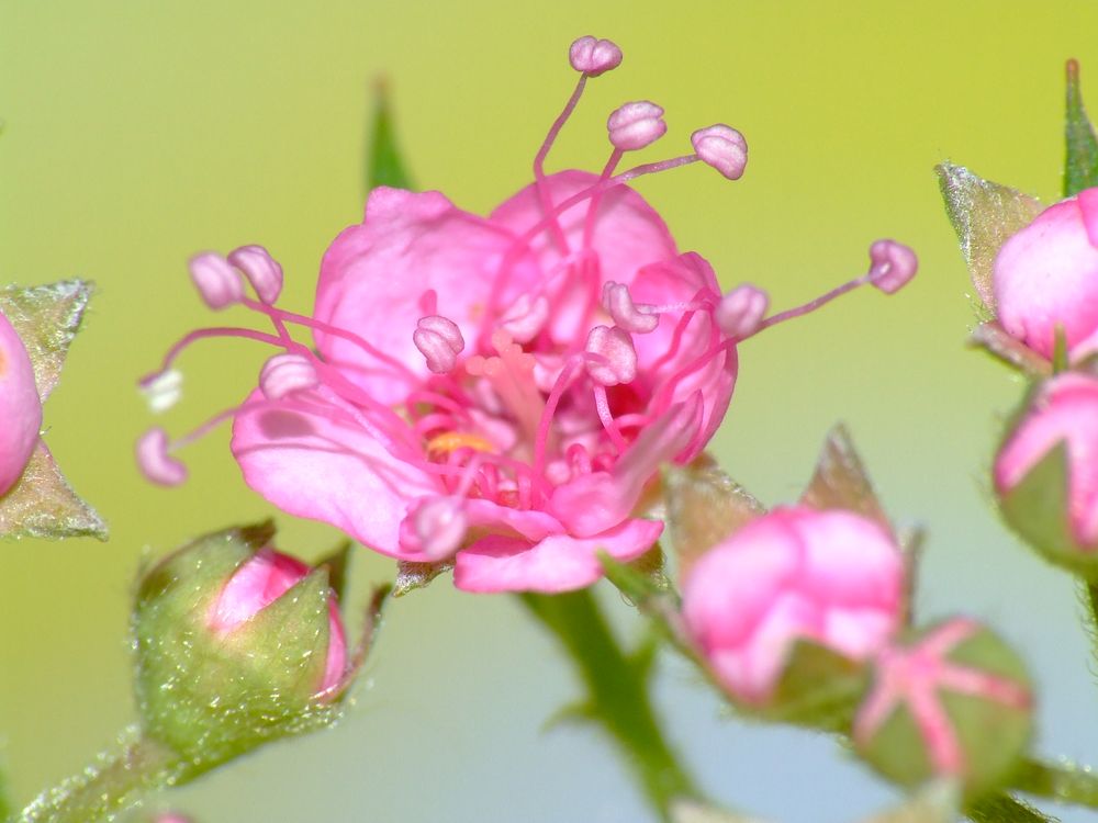 Beauty von Frank Bö. 