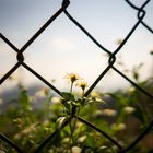 Beauty behind fence