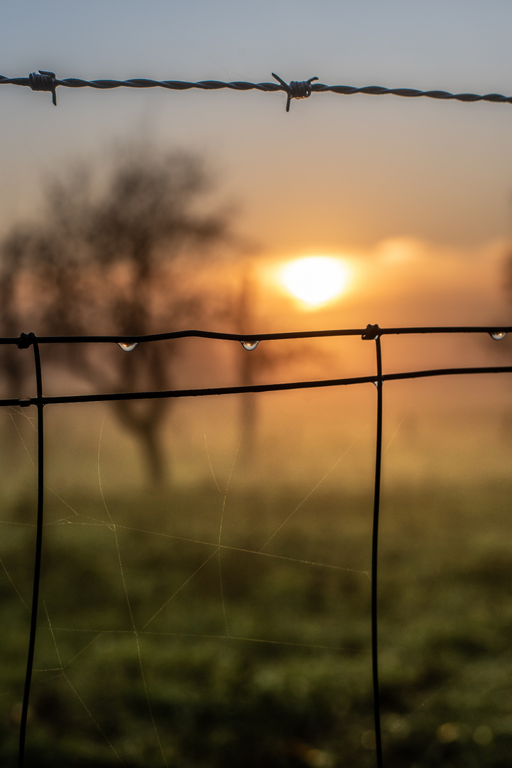 beauty behind the fence